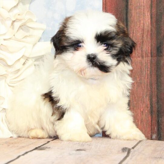 Shih Tzu-Teddy Bear-DOG-Male-White / Gold-8515-Petland Pensacola, Florida