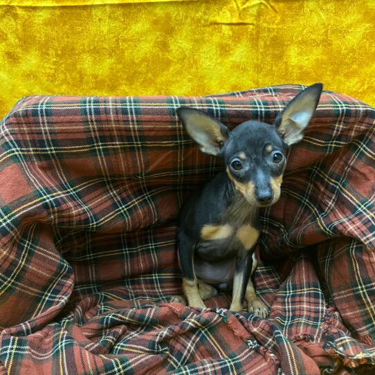 Miniature Pinscher-DOG-Female-Black / Tan-8565-Petland Pensacola, Florida