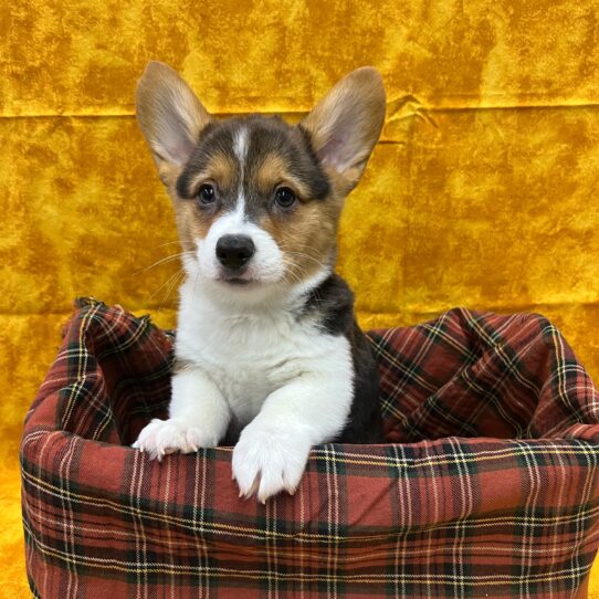 Pembroke Welsh Corgi-DOG-Male-Black and Tan-8545-Petland Pensacola, Florida