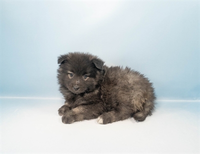 Keeshond-DOG-Female-Grey Silver and Black-8653-Petland Pensacola, Florida