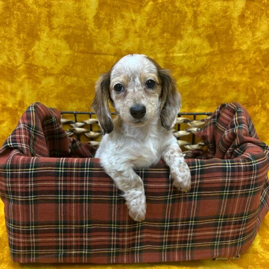 Dachshund-DOG-Female-Brown / White-8747-Petland Pensacola, Florida