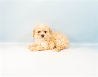 Bichon-Poodle-DOG-Female-Cream-8777-Petland Pensacola, Florida