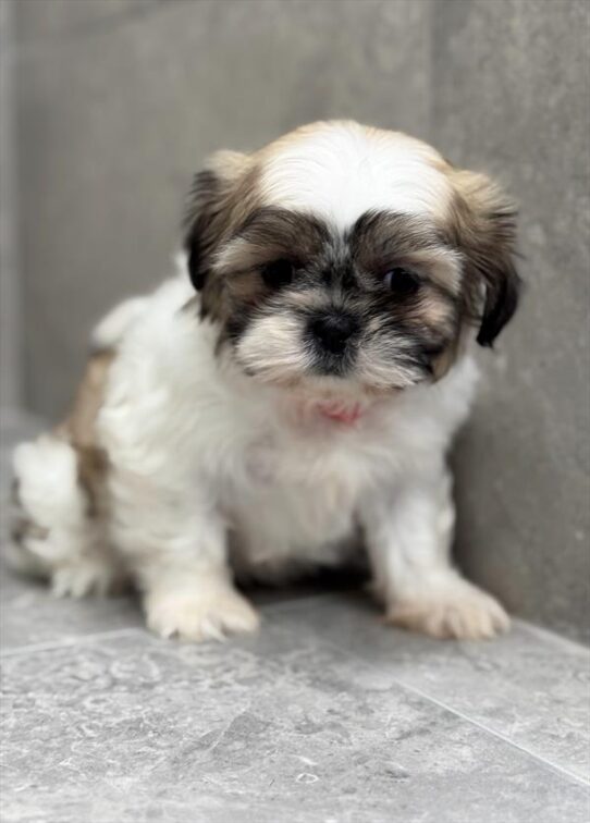 Shih Tzu-DOG-Female-Gold / White-8788-Petland Pensacola, Florida