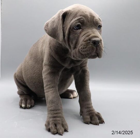 Cane Corso-DOG-Female-Blue-8810-Petland Pensacola, Florida