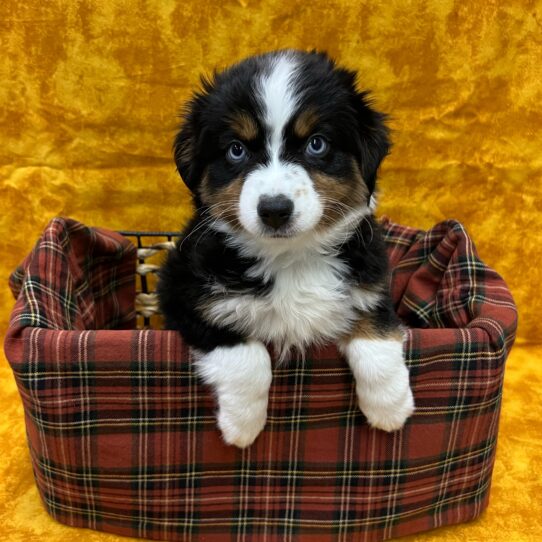Miniature American Shepherd-DOG-Female-Black-8809-Petland Pensacola, Florida