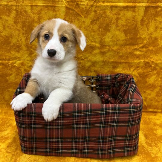 Pembroke Welsh Corgi-DOG-Female-Red / White-8804-Petland Pensacola, Florida