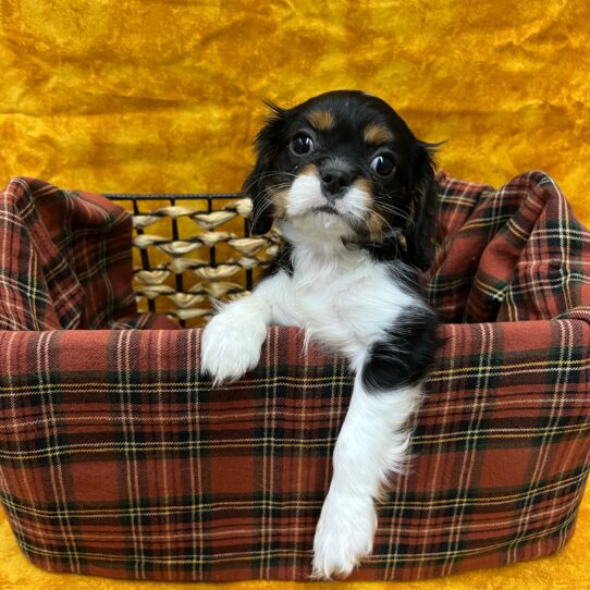 Cavalier King Charles Spaniel-DOG-Female-Black White / Tan-8816-Petland Pensacola, Florida