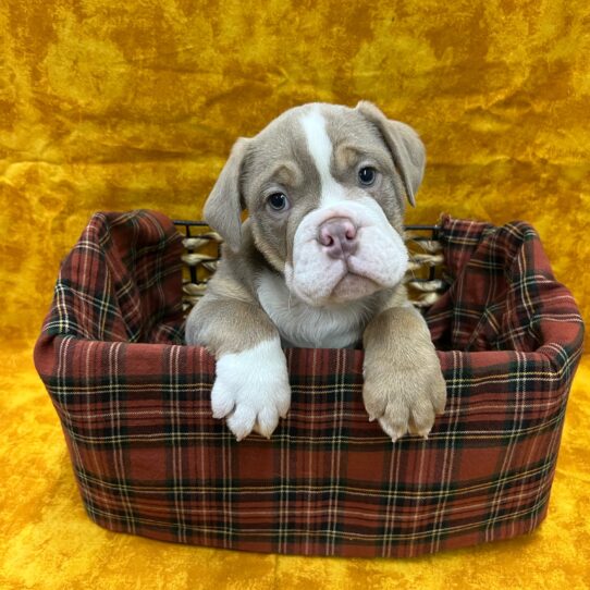 Beabull-DOG-Male-Brown-8807-Petland Pensacola, Florida