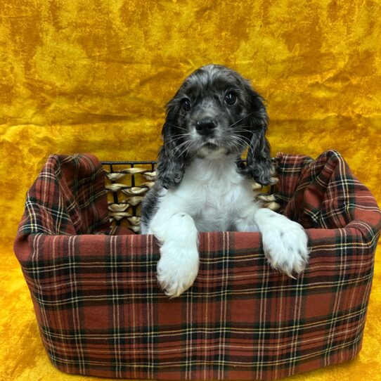 Cocker Spaniel-DOG-Male-Blue Roan-8814-Petland Pensacola, Florida