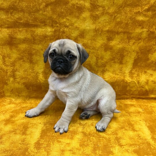 Pug-DOG-Male-Fawn-8815-Petland Pensacola, Florida