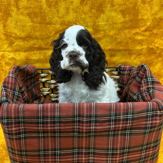 Cocker Spaniel-DOG-Male-Brown and White-8828-Petland Pensacola, Florida