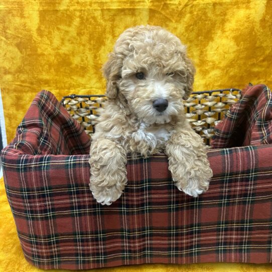 Goldendoodle Mini 2nd Gen-DOG-Male-Golden-8813-Petland Pensacola, Florida