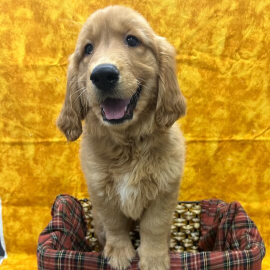 Golden Retriever-DOG-Male-Golden-8849-Petland Pensacola, Florida
