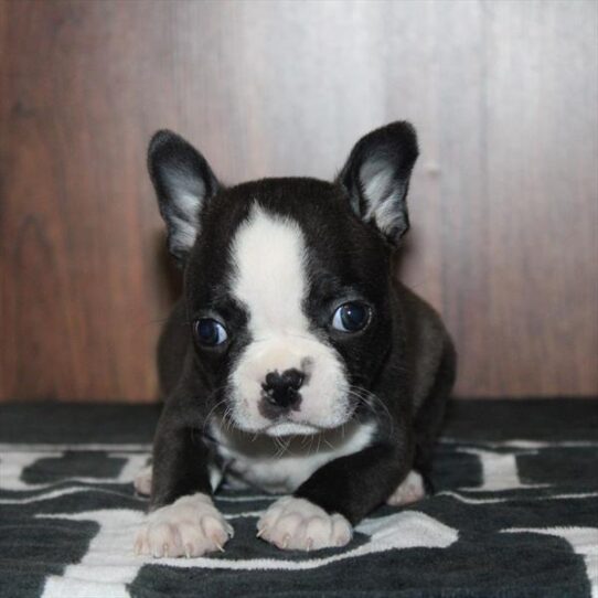Boston Terrier-DOG-Male-Black / White-8794-Petland Pensacola, Florida