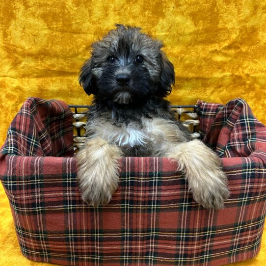 Whoodle-DOG-Male-Sable-8830-Petland Pensacola, Florida