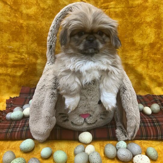 Pekingese-DOG-Female-Brown / White-8906-Petland Pensacola, Florida
