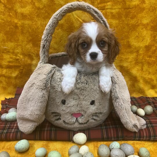 Cavalier King Charles Spaniel-DOG-Male-Blenheim-8897-Petland Pensacola, Florida