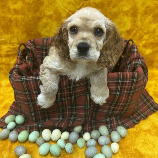 Cocker Spaniel-DOG-Male-Buff-8900-Petland Pensacola, Florida