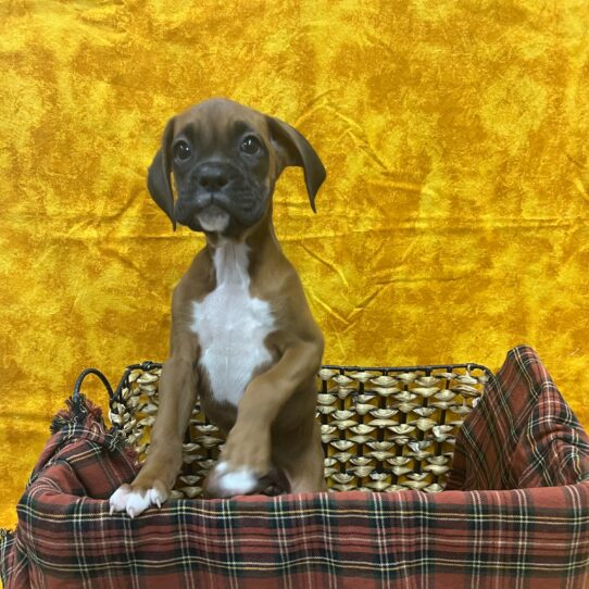 Boxer-DOG-Female-Fawn / White-8907-Petland Pensacola, Florida