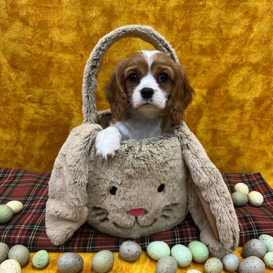 Cavalier King Charles Spaniel-DOG-Female-Blenheim-8919-Petland Pensacola, Florida