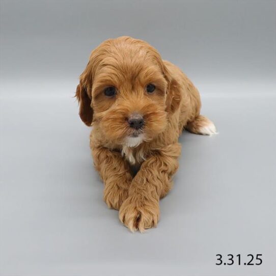 Cockapoo-DOG-Female-Red-8934-Petland Pensacola, Florida