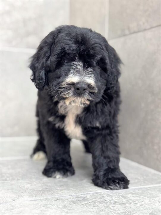 Poodle-Schnoodle-DOG-Male-Black-8935-Petland Pensacola, Florida