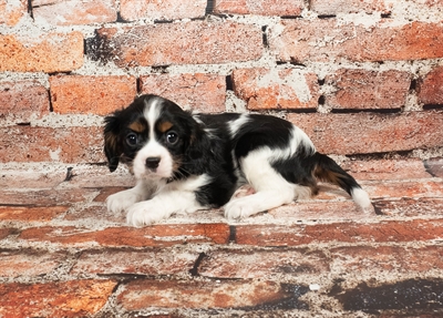 Cavalier King Charles Spaniel-DOG-Male-Black and White-8938-Petland Pensacola, Florida