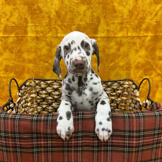 Dalmatian-DOG-Female-White and Liver Brown-8964-Petland Pensacola, Florida