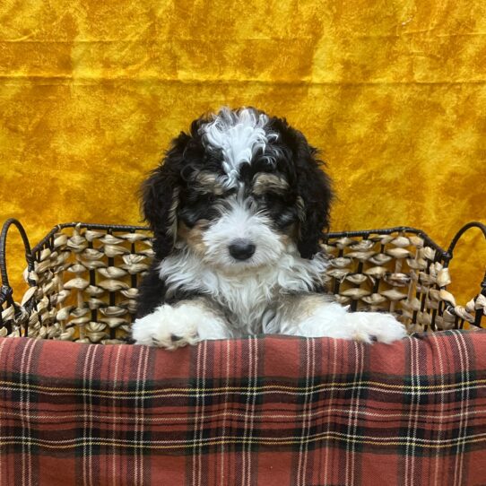 Mini Bernedoodle-DOG-Male-Tri Color-8965-Petland Pensacola, Florida