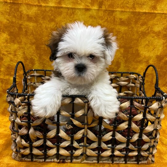 Lhasa Apso-DOG-Female-Red Gold-8985-Petland Pensacola, Florida
