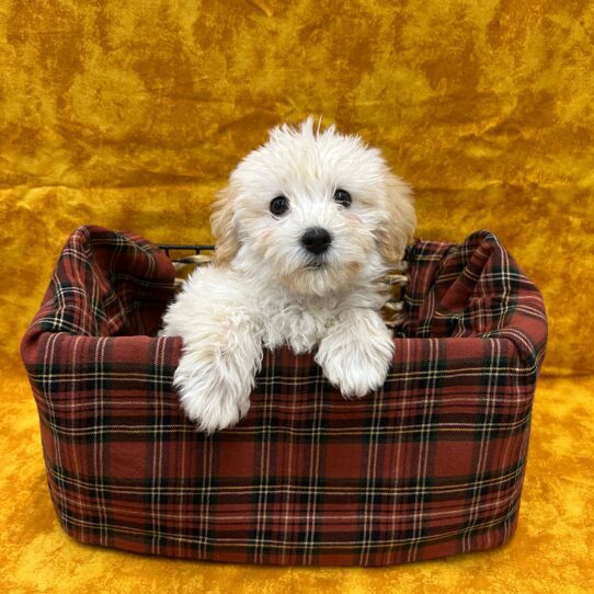 Yochon-DOG-Male-Cream-8826-Petland Pensacola, Florida
