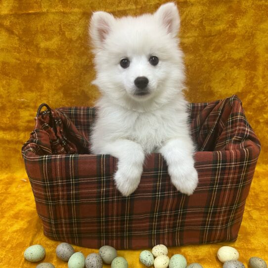 American Eskimo-DOG-Female-White-8896-Petland Pensacola, Florida