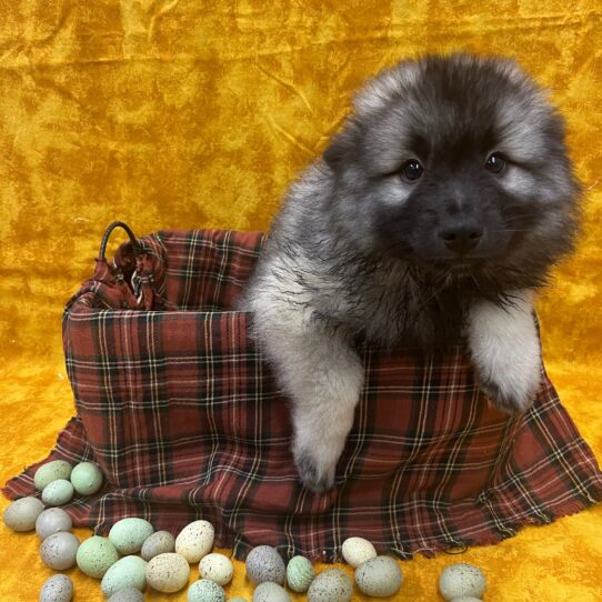 Keeshond-DOG-Male-Silver / Black-8912-Petland Pensacola, Florida