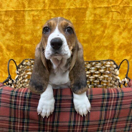 Basset Hound-DOG-Female-Black White and Tan-8917-Petland Pensacola, Florida