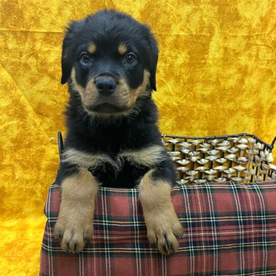 Rottweiler-DOG-Female-Black and Mahogany-8918-Petland Pensacola, Florida
