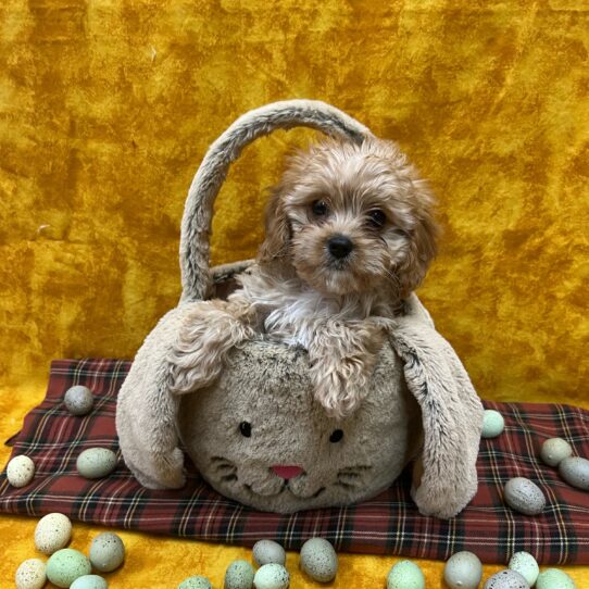 Cavapoo-DOG-Female-Red-8920-Petland Pensacola, Florida