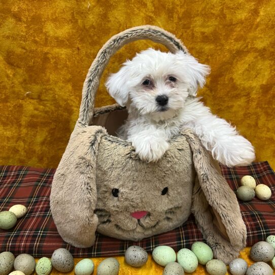 Havanese-DOG-Female-White and Black-8925-Petland Pensacola, Florida