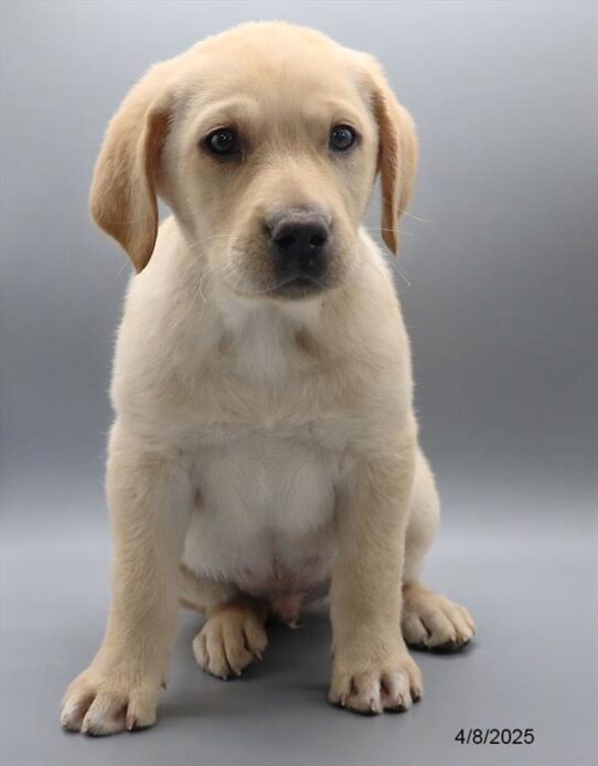 Labrador Retriever-DOG-Male-Yellow-8933-Petland Pensacola, Florida