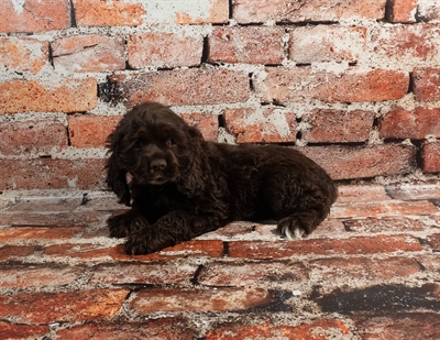 Cocker Spaniel-DOG-Female-Brown-8940-Petland Pensacola, Florida