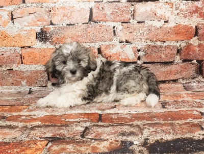 Lhasa-Poo-DOG-Male-Silver-8942-Petland Pensacola, Florida