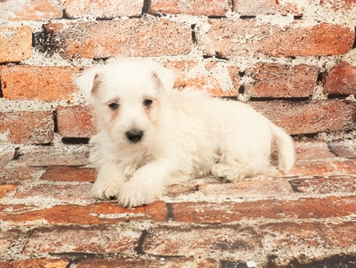 West Highland White Terrier-DOG-Female-White-8944-Petland Pensacola, Florida