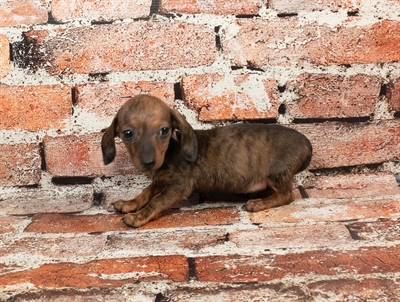 Dachshund-DOG-Male-Brindle-8946-Petland Pensacola, Florida