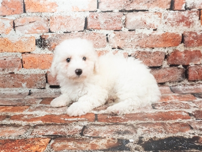 Bichon Frise-DOG-Male-White-8948-Petland Pensacola, Florida