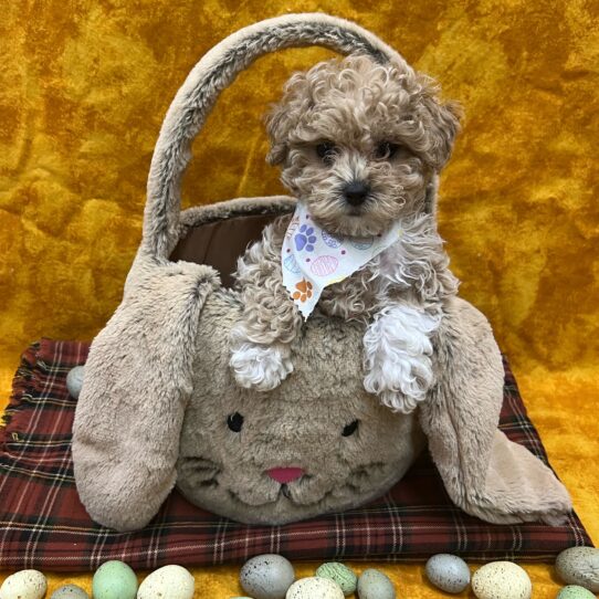 Bichon-Poodle-DOG-Female-Apricot-8937-Petland Pensacola, Florida