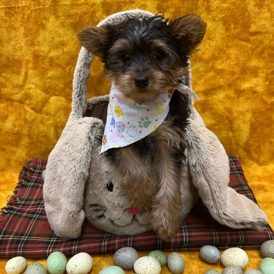 Yorkshire Terrier-DOG-Male-Black and Tan-8945-Petland Pensacola, Florida