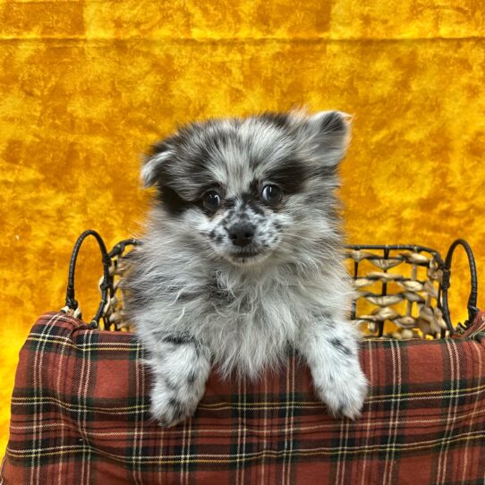 Pomeranian-DOG-Male-Blue Merle-8961-Petland Pensacola, Florida