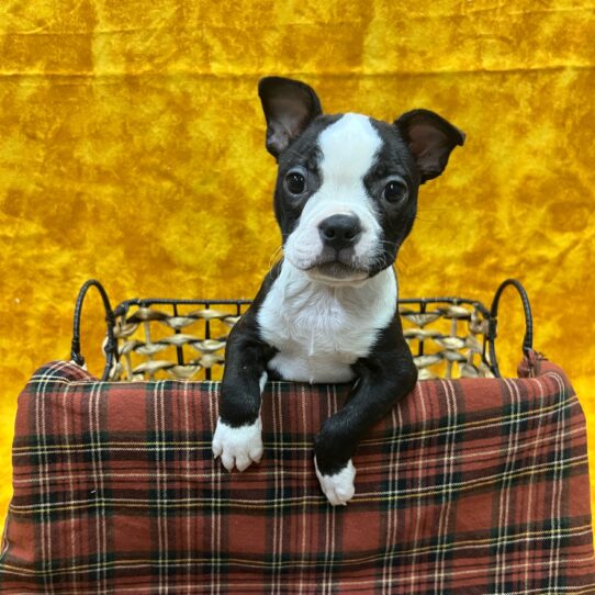 Boston Terrier-DOG-Female-Black Brindle and White-8963-Petland Pensacola, Florida