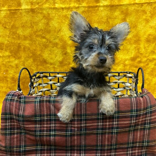 Silky Terrier-DOG-Female-Silver Black and Tan-8967-Petland Pensacola, Florida