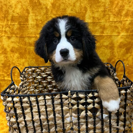 Bernese Mountain Dog-DOG-Male-Black Rust and White-8981-Petland Pensacola, Florida