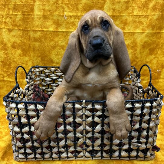 Bloodhound-DOG-Female-Red-8982-Petland Pensacola, Florida